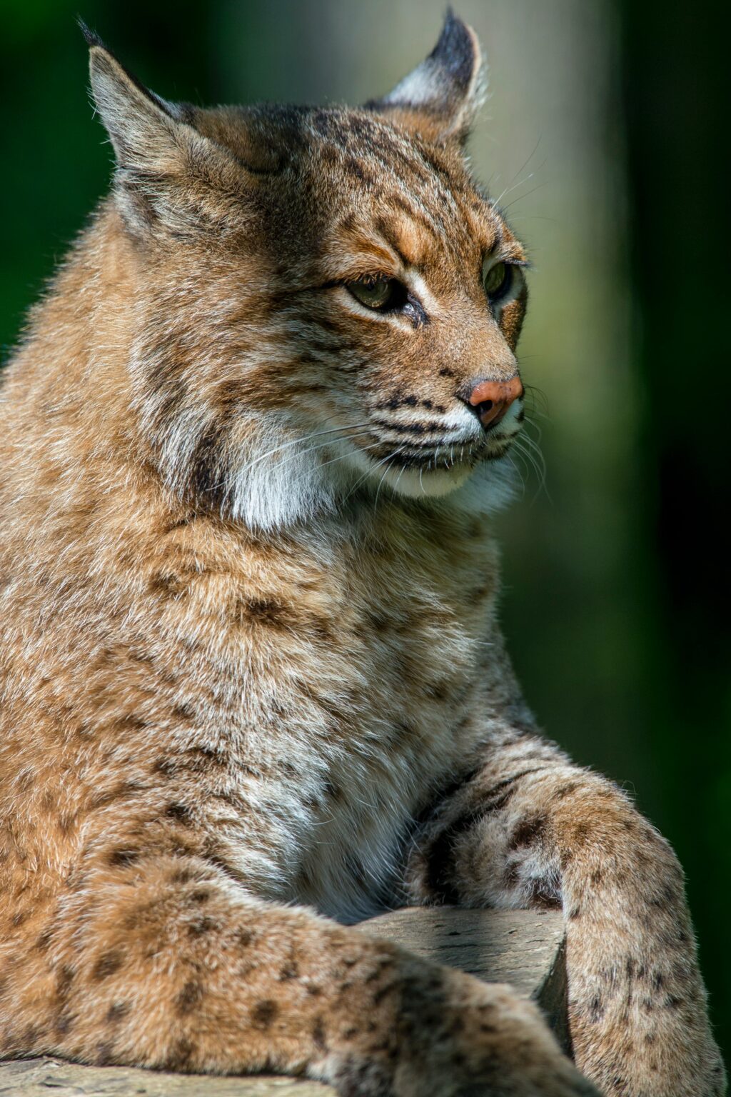 Native Wildlife in (Western) North Carolina: Mammals, Birds & Fish