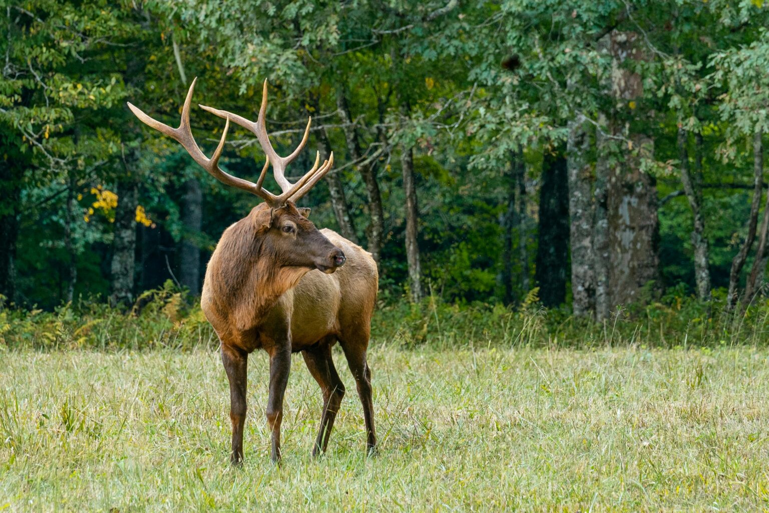 native-wildlife-in-western-north-carolina-mammals-birds-fish